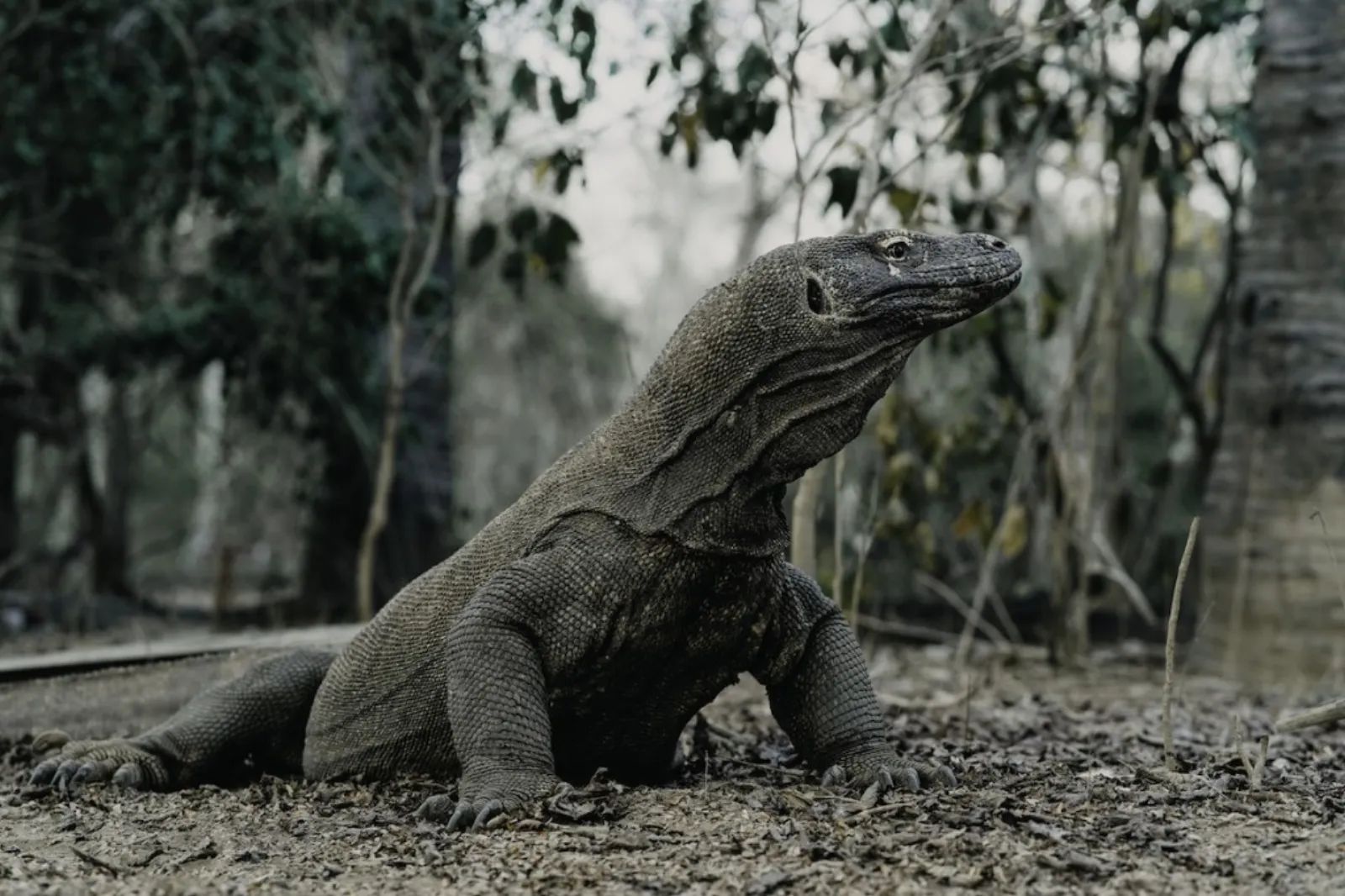 Komodo Island — 3 Days 2 Nights Open Trip