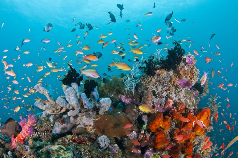 diving to the clear water in Labuan Bajo island