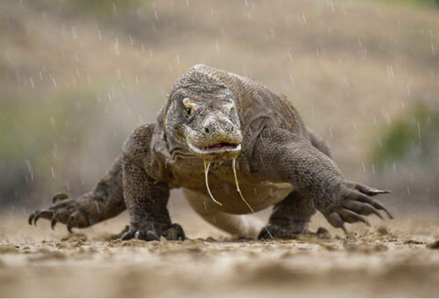komodo-dragon