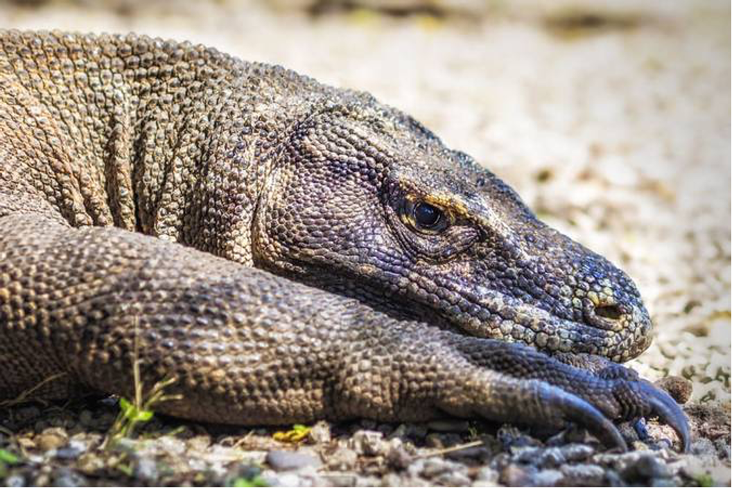 komodo animal