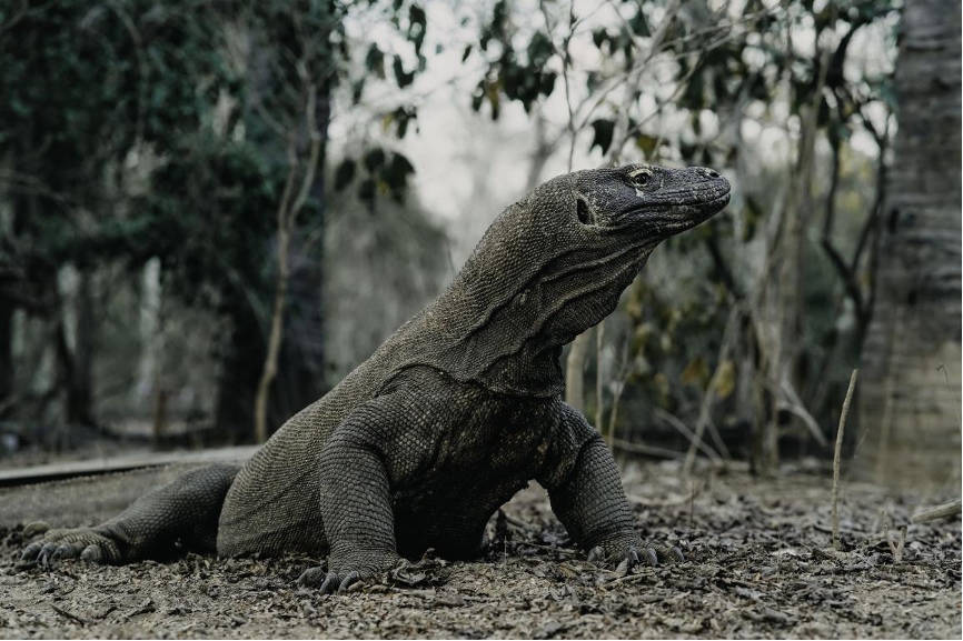komodo