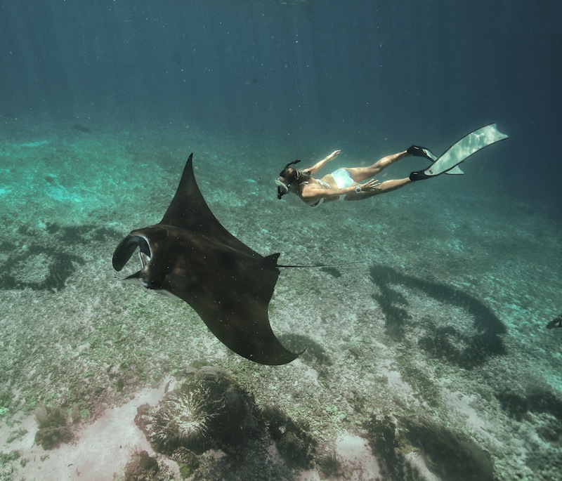 diving side by side to manta ray