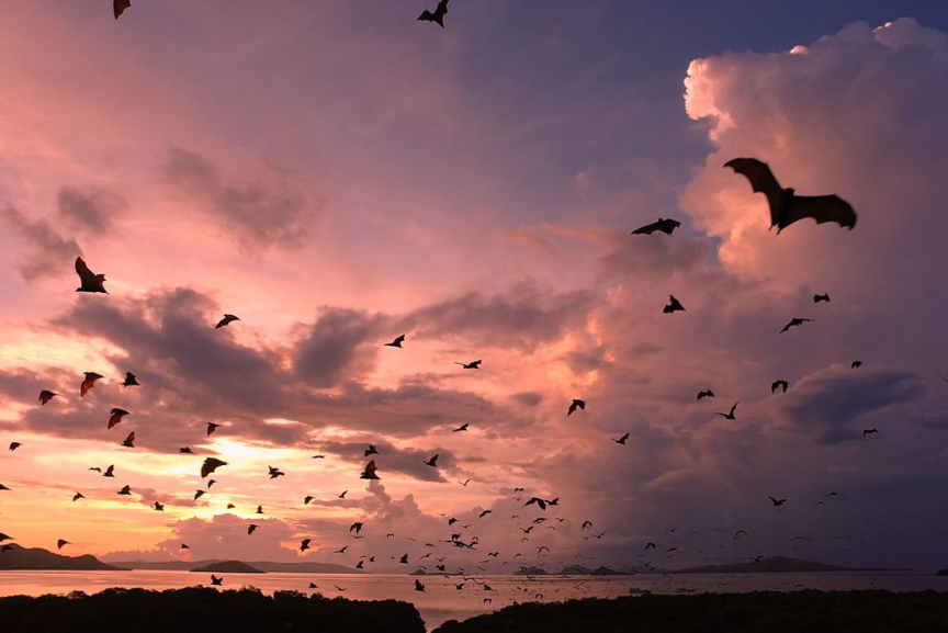 enjoying sunset is one of the reasons why you must visit komodo island